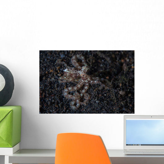 Unidentified Octopus Black Sand Wall Decal Design 2
