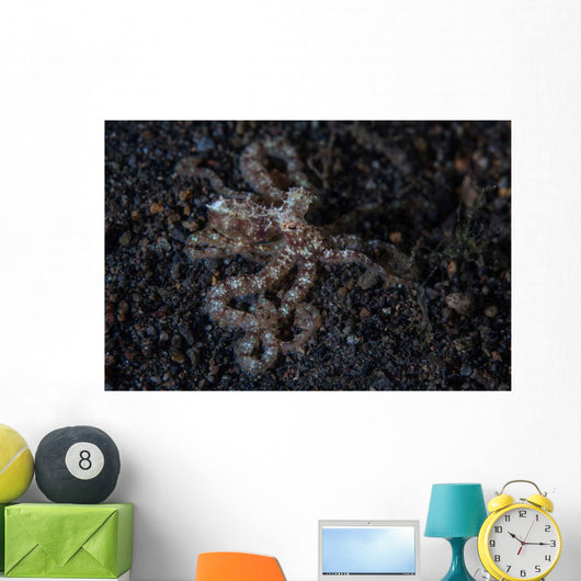 Unidentified Octopus Black Sand Wall Decal Design 2