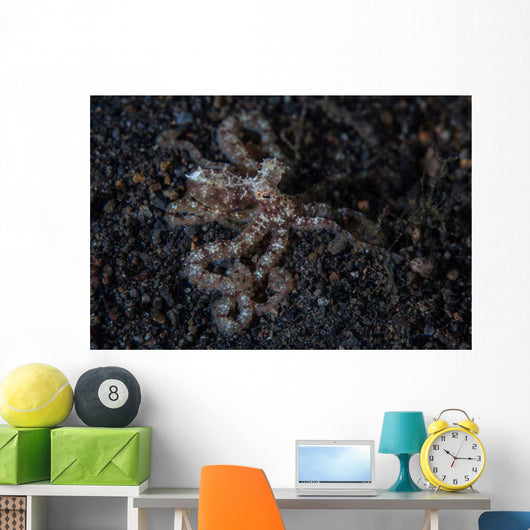 Unidentified Octopus Black Sand Wall Decal Design 2