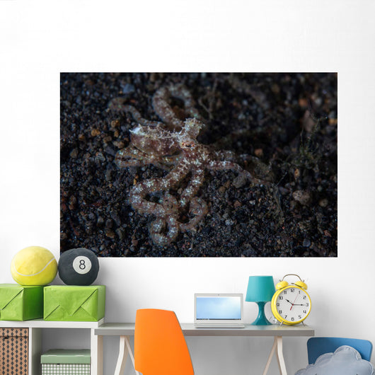 Unidentified Octopus Black Sand Wall Decal Design 2