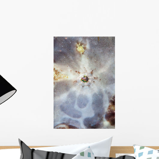 Eye Giant Frogfish Wall Decal Design 2