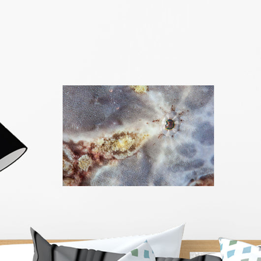 Eye Giant Frogfish Wall Decal Design 1