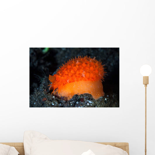 Orange Sieve Cowry Crawling Wall Decal