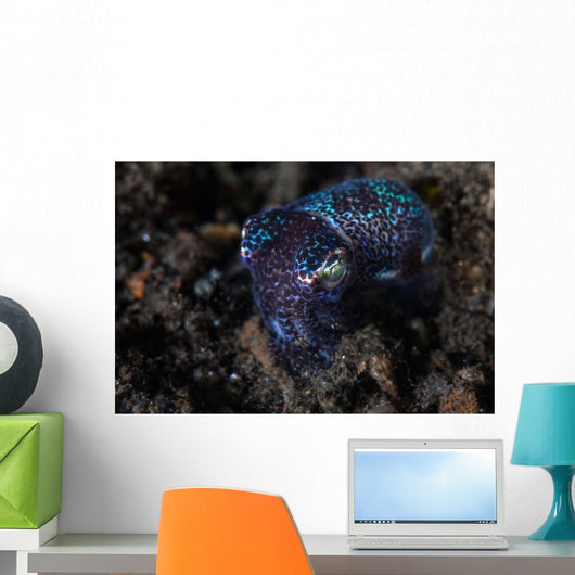 Small Bobtail Squid Crawls Wall Decal