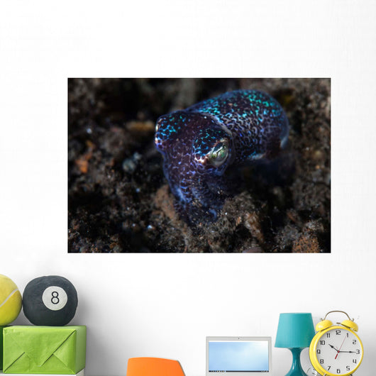 Small Bobtail Squid Crawls Wall Decal