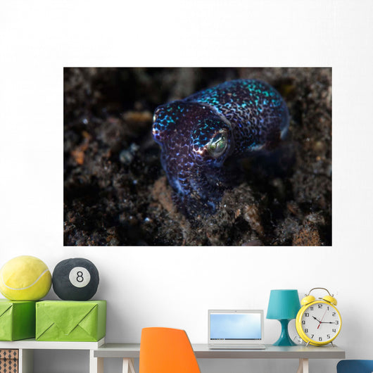 Small Bobtail Squid Crawls Wall Decal