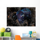 Small Bobtail Squid Crawls Wall Decal