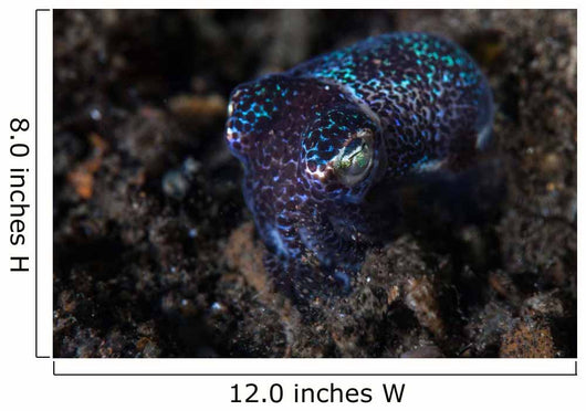 Small Bobtail Squid Crawls Wall Decal