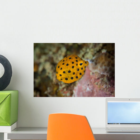 Juvenile Yellow Boxfish Swims Wall Decal Design 2