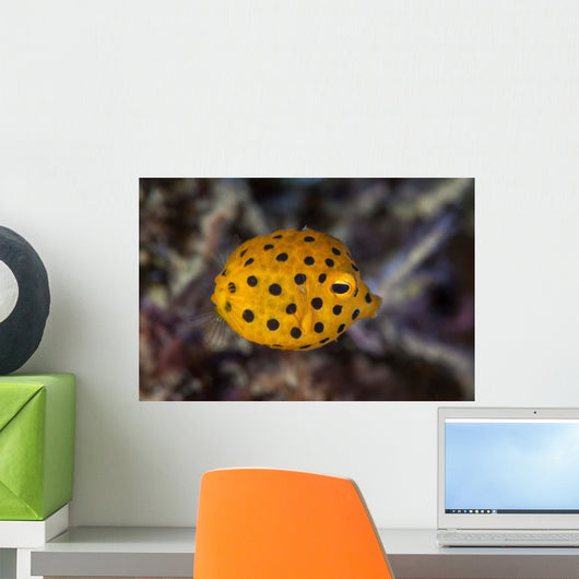 Juvenile Yellow Boxfish Swims Wall Decal Design 1