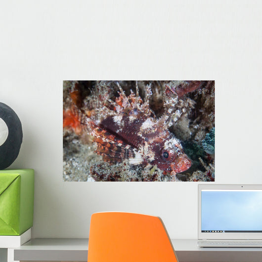 Shortfin Lionfish Lays Seafloor Wall Decal