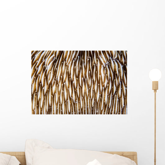 Abstract Mushroom Coral Growing Wall Decal
