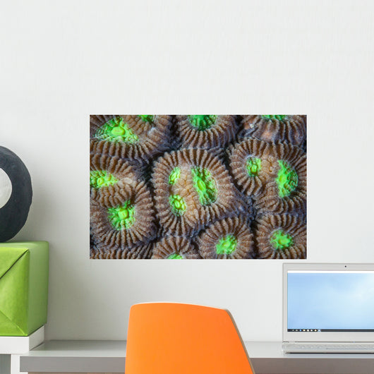 Coral Polyps Grow Reef Wall Decal