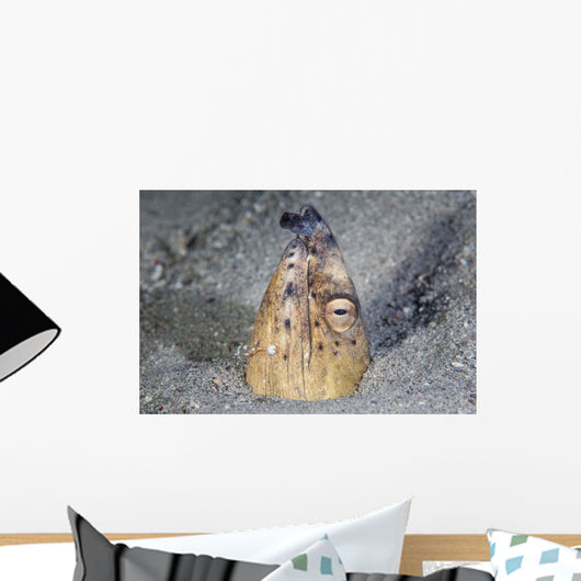 Black-finned Snake Eel Pokes Wall Decal
