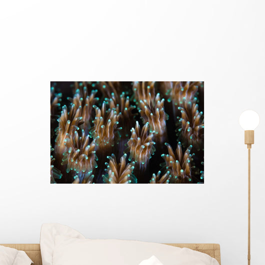 Polyps Galaxea Coral Colony Wall Decal