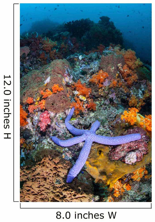 Beautiful Starfish Lays Thriving Wall Decal Design 3