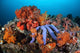Beautiful Starfish Lays Thriving Wall Decal Design 2