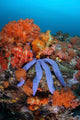 Beautiful Starfish Lays Thriving Wall Decal Design 1