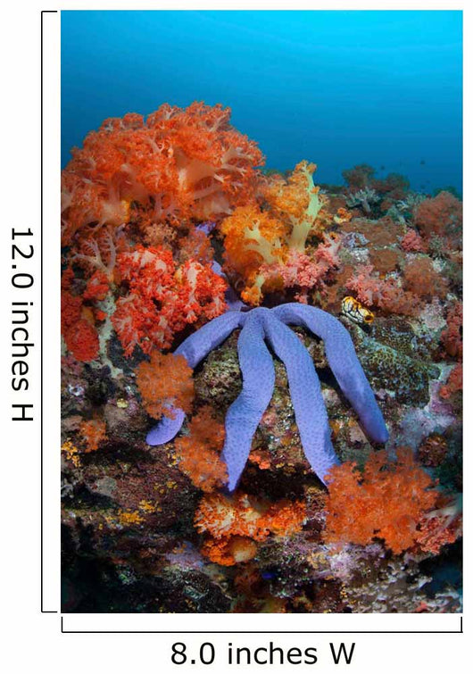Beautiful Starfish Lays Thriving Wall Decal Design 1