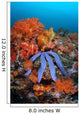 Beautiful Starfish Lays Thriving Wall Decal Design 1