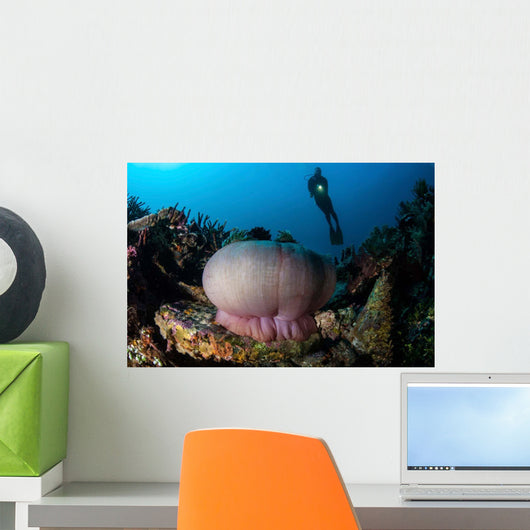 Diver Hovers above Magnificent Wall Decal Design 1