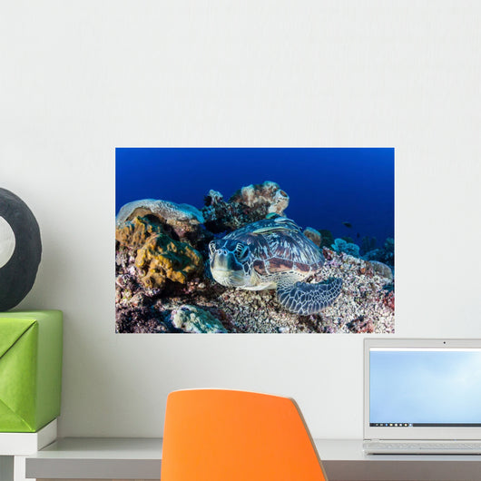 Large Green Sea Turtle Wall Decal