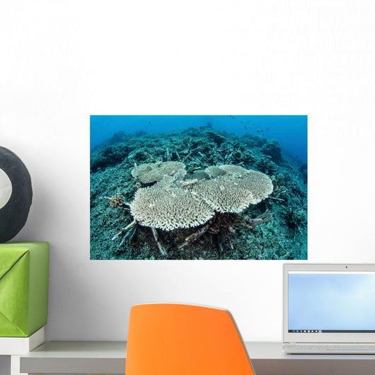 New Table Corals Grow Wall Decal Design 2