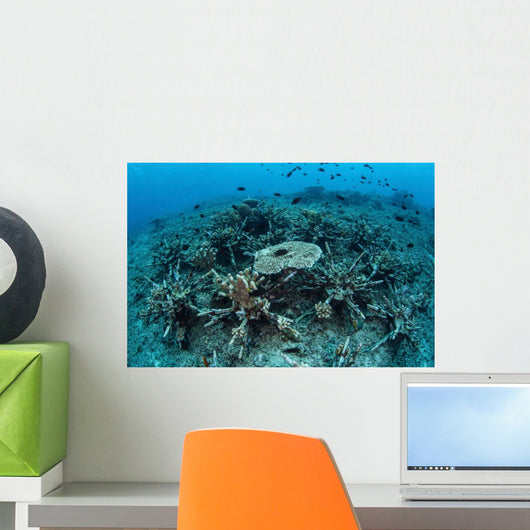 New Table Corals Grow Wall Decal Design 1