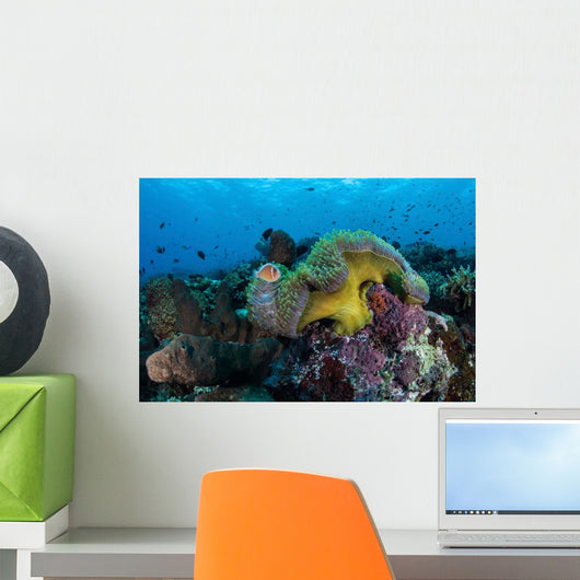 Pink Anemonefish Swims near Wall Decal Design 6