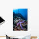 Purple Sea Star Clings Wall Decal