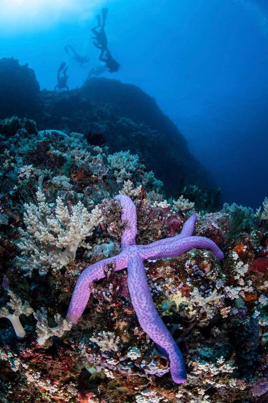 Purple Sea Star Clings Wall Decal