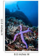 Purple Sea Star Clings Wall Decal