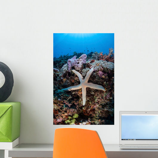 Sea Star Clings to Wall Decal