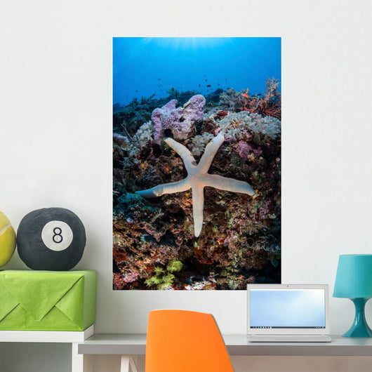Sea Star Clings to Wall Decal
