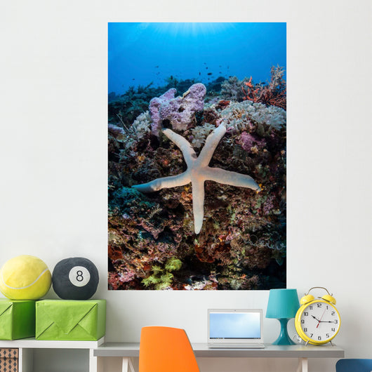 Sea Star Clings to Wall Decal