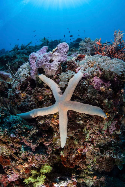 Sea Star Clings to Wall Decal