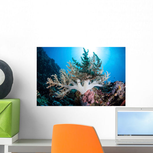 Soft Coral Colony Grow Wall Decal