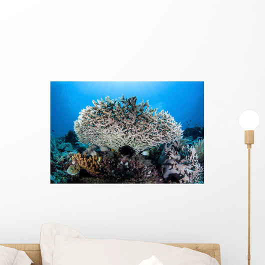 Table Coral Grows Beautiful Wall Decal