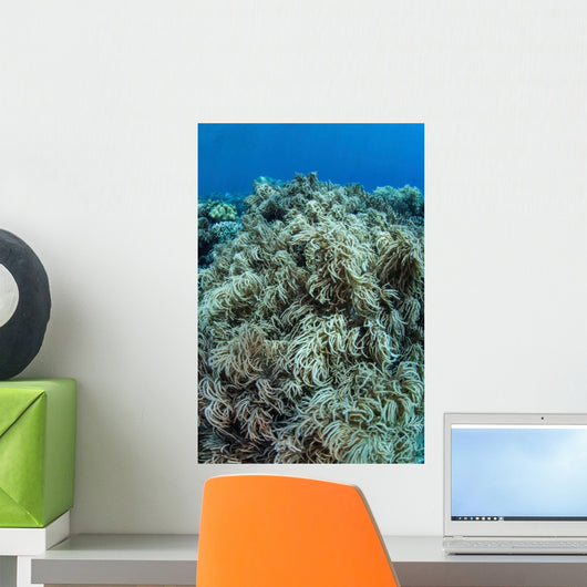 Colonies Soft Coral Thrive Wall Decal