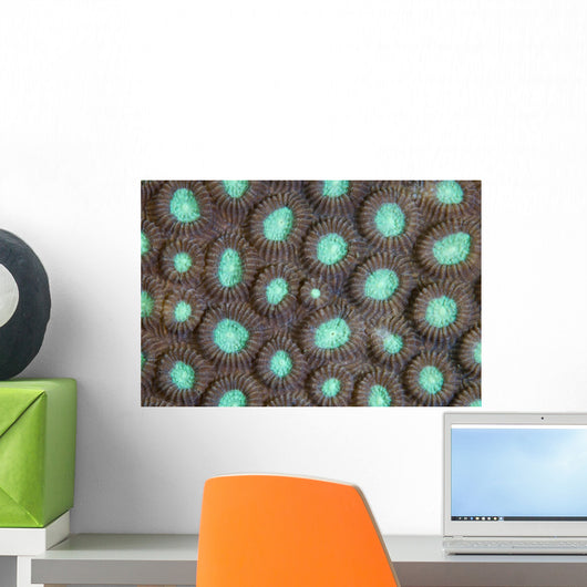 Detail Polyps Reef-building Coral Wall Decal