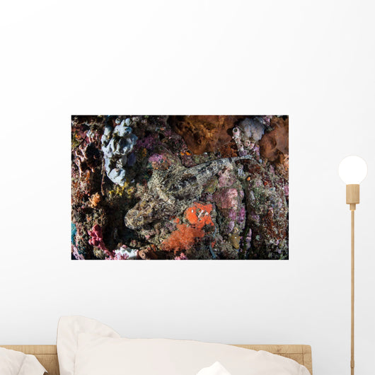 Large Crocodilefish Lies Colorful Wall Decal