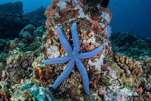 Unusual Sea Star Clings Wall Decal Design 2