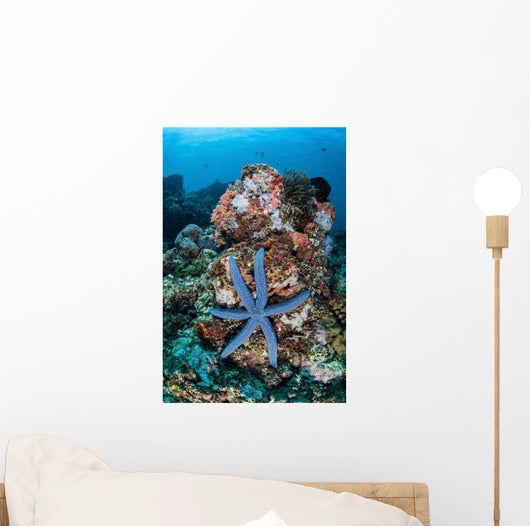 Unusual Sea Star Clings Wall Decal Design 1