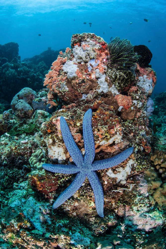 Unusual Sea Star Clings Wall Decal Design 1