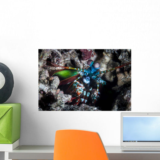 Peacock Mantis Shrimp Lembeh Wall Decal