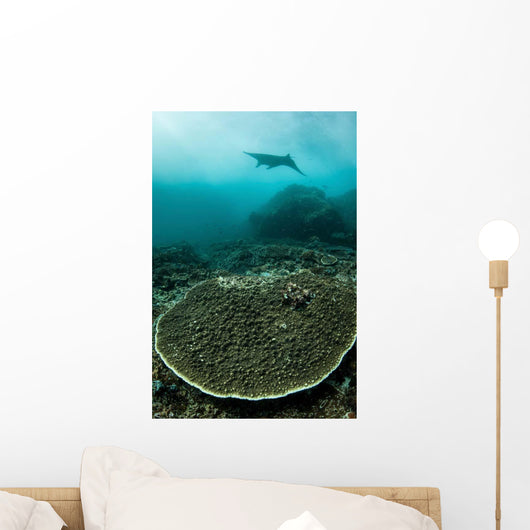 Manta Ray Swimming through Wall Decal
