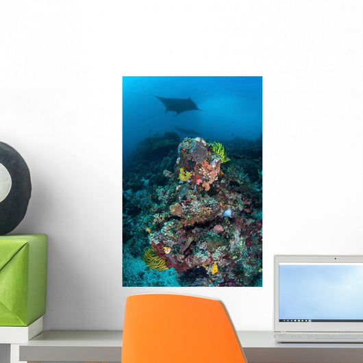 Manta Ray Swimming above Wall Decal Design 2