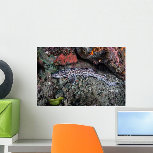 Coral Catshark Lays Seafloor Wall Decal Design 1