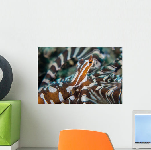 Wonderpus Octopus Found Lembeh Wall Decal Design 1