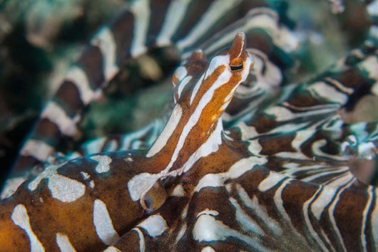 Wonderpus Octopus Found Lembeh Wall Decal Design 1